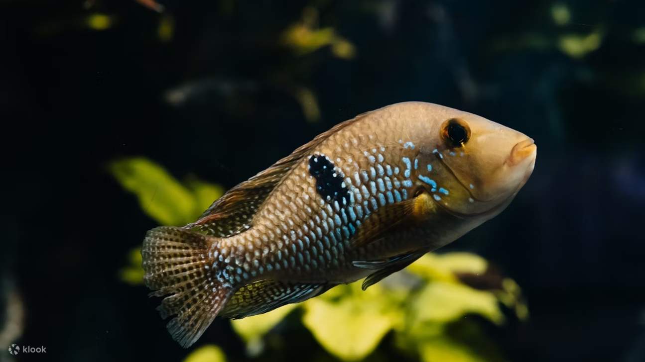 Entdecken Sie die Unterwasserwelt von Lyon – vom Clownfisch bis zum stacheligen Kugelfisch im Aquarium